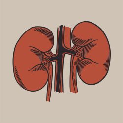 human-kidney-hand-drawn-vintage-engraved-organs-vector-45964614